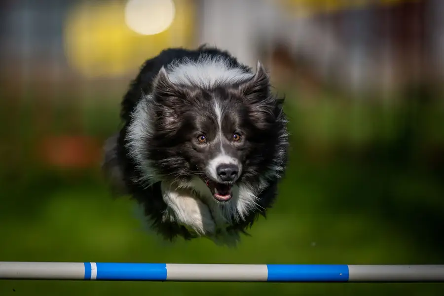 Focení zvířat - Fotografie č. 5
