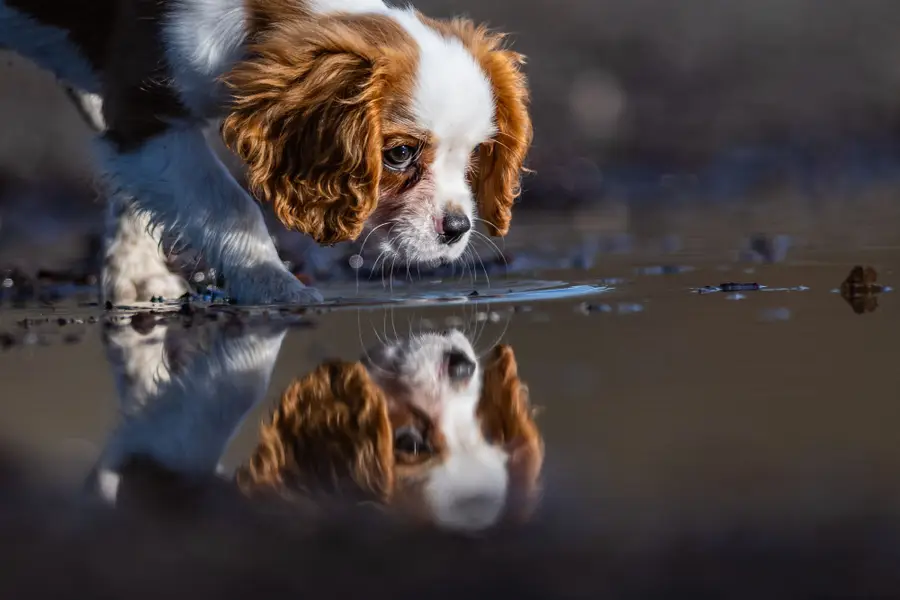Focení zvířat - Fotografie č. 7