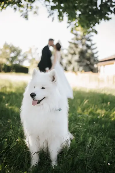 Focení zvířat - Fotografie č. 6