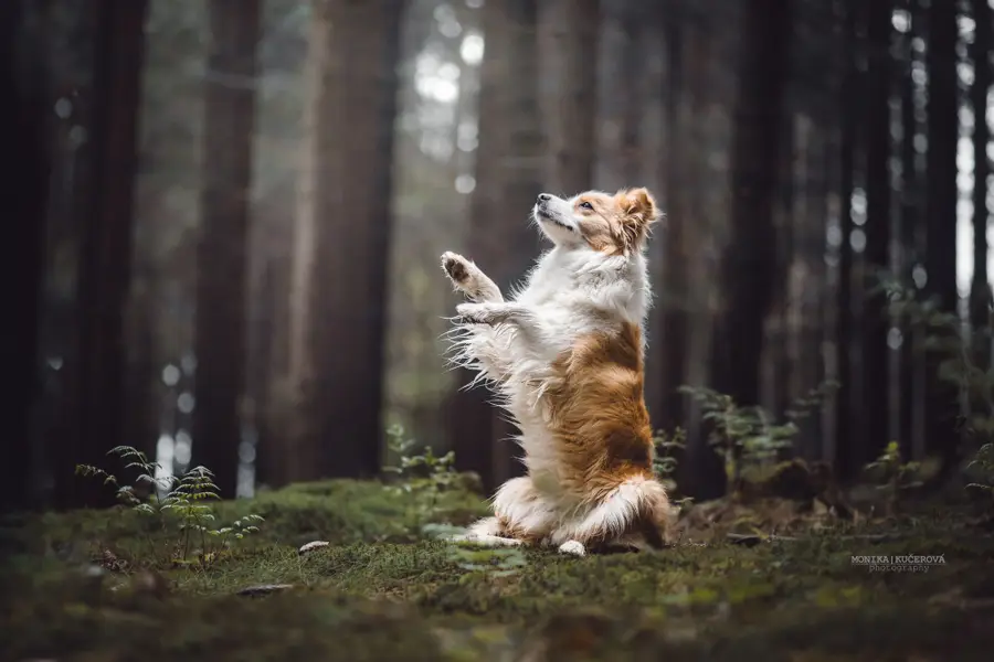 Focení zvířat Monika Kučerová - Fotografie č. 6