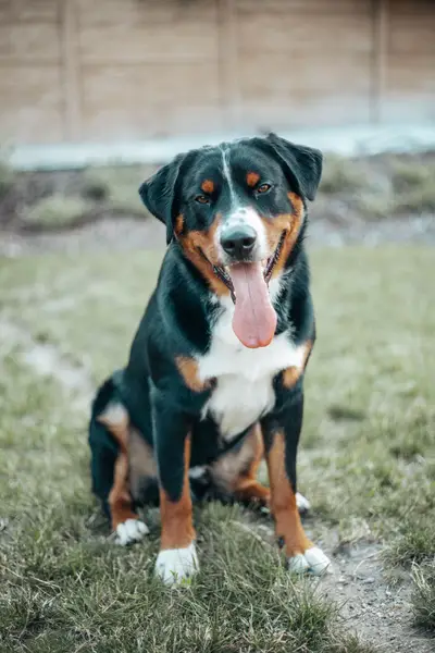 Focení zvířat - Fotografie č. 8