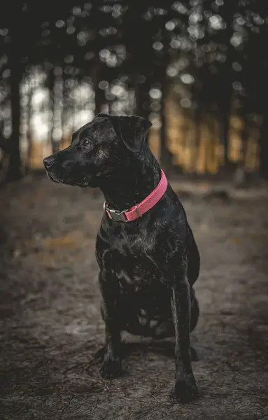 Focení zvířat Nikola Poborská - Fotografie č. 7