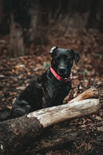 Focení zvířat Nikola Poborská - Fotografie č. 6