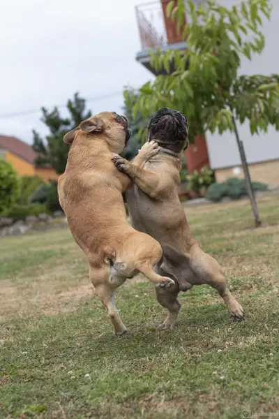 Focení zvířat Lucie Jiroušková - Fotografie č. 8