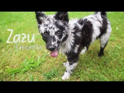 Focení zvířat - Fotografie č. 4