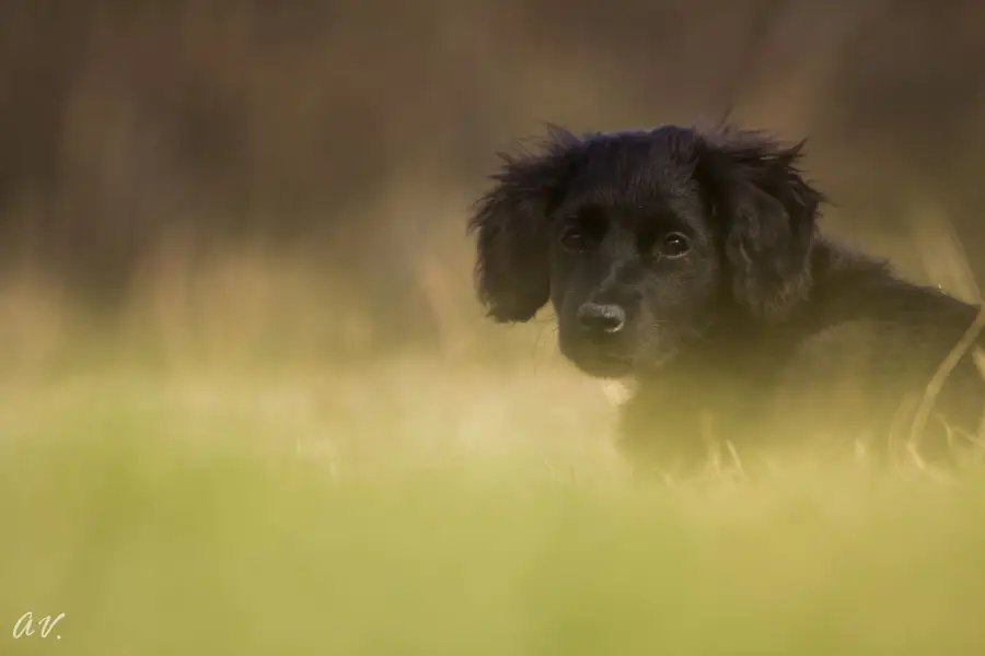 Focení zvířat - Fotografie č. 10