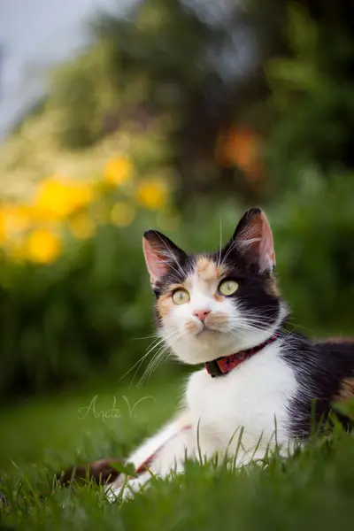 Focení zvířat - Fotografie č. 8