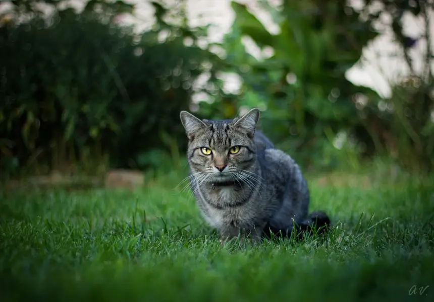 Focení zvířat - Fotografie č. 9