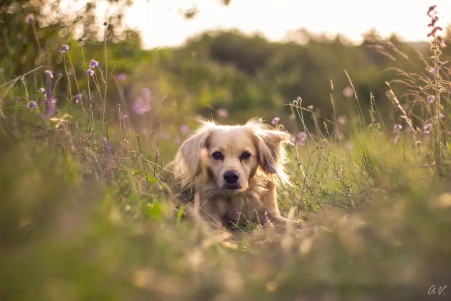 Focení zvířat - Fotografie č. 6