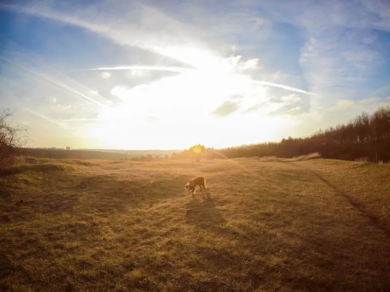 Focení zvířat - Fotografie č. 13
