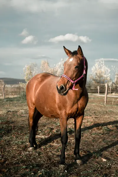 Focení zvířat - Fotografie č. 16
