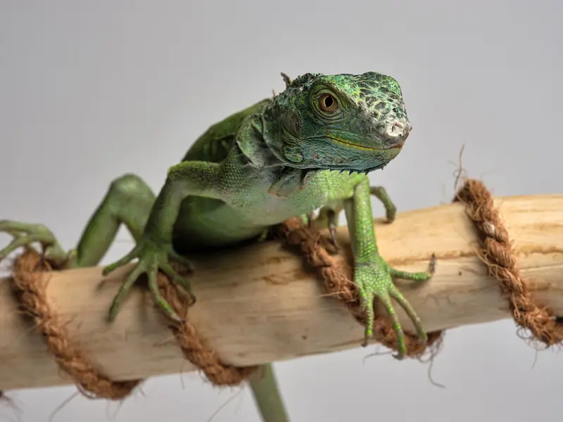 Focení zvířat Miloš Vatrt - Fotografie č. 4