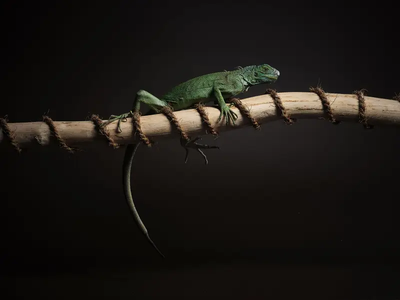 Focení zvířat Miloš Vatrt - Fotografie č. 5