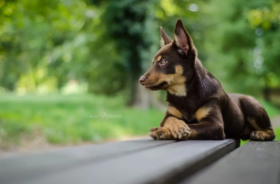Focení zvířat - Fotografie č. 28