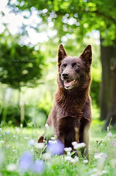 Focení zvířat - Fotografie č. 24