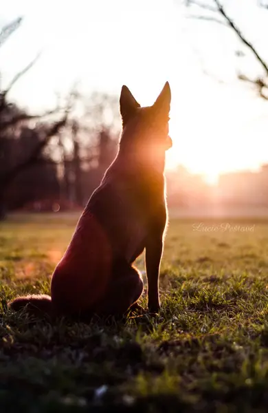 Focení zvířat - Fotografie č. 22