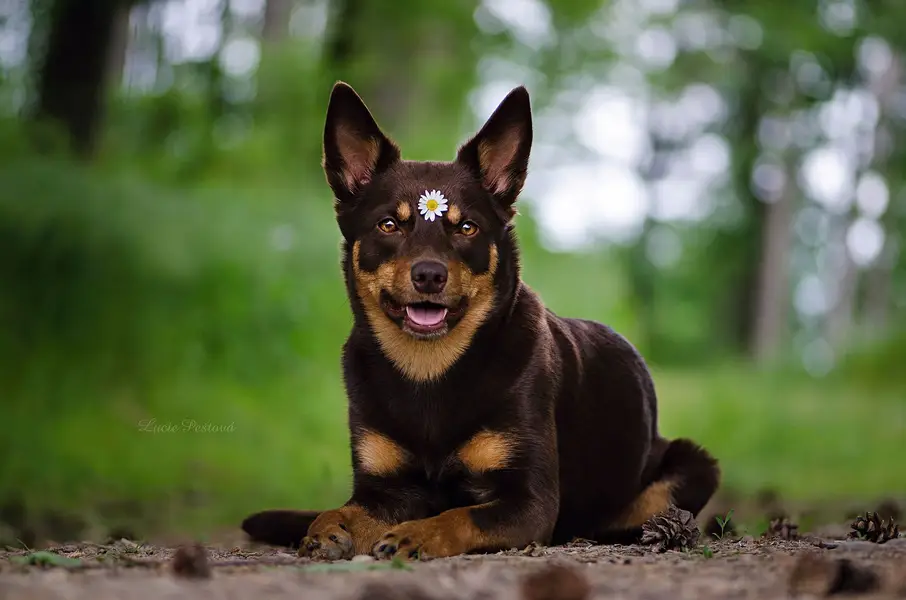 Focení zvířat - Fotografie č. 31