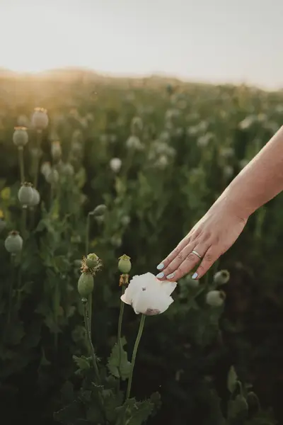 Svatební fotograf Barbora Ludvíková - Fotografie č. 8