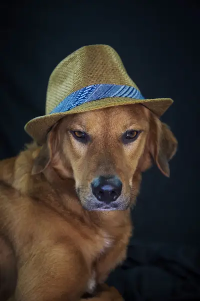 Focení zvířat David Liam Nachlinger - Fotografie č. 10