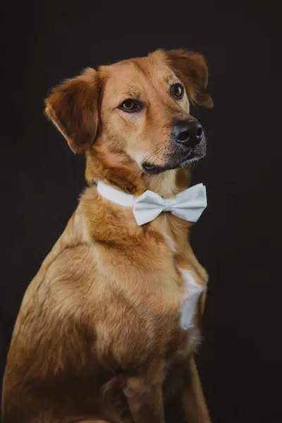 Focení zvířat David Liam Nachlinger - Fotografie č. 9