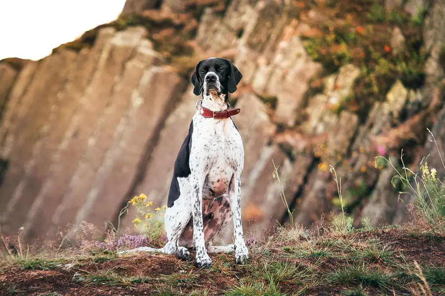 Focení zvířat Kateřina Hánová - Fotografie č. 2