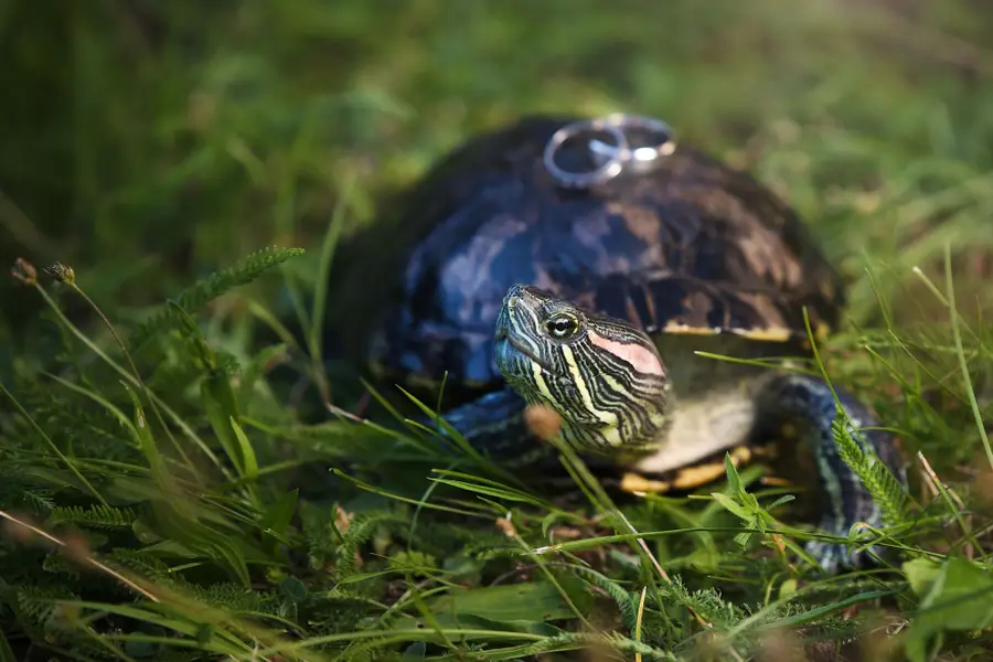 Svatební fotograf - Fotografie č. 20
