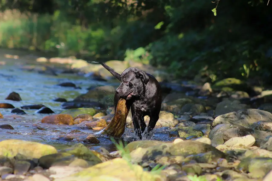 Focení zvířat Klára Matoušová - Fotografie č. 4