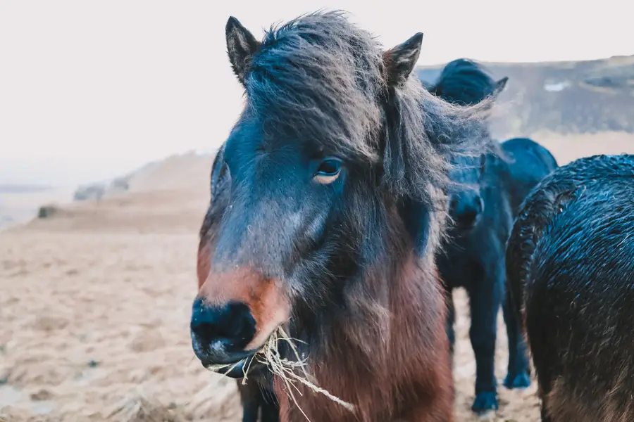 Focení zvířat - Fotografie č. 13