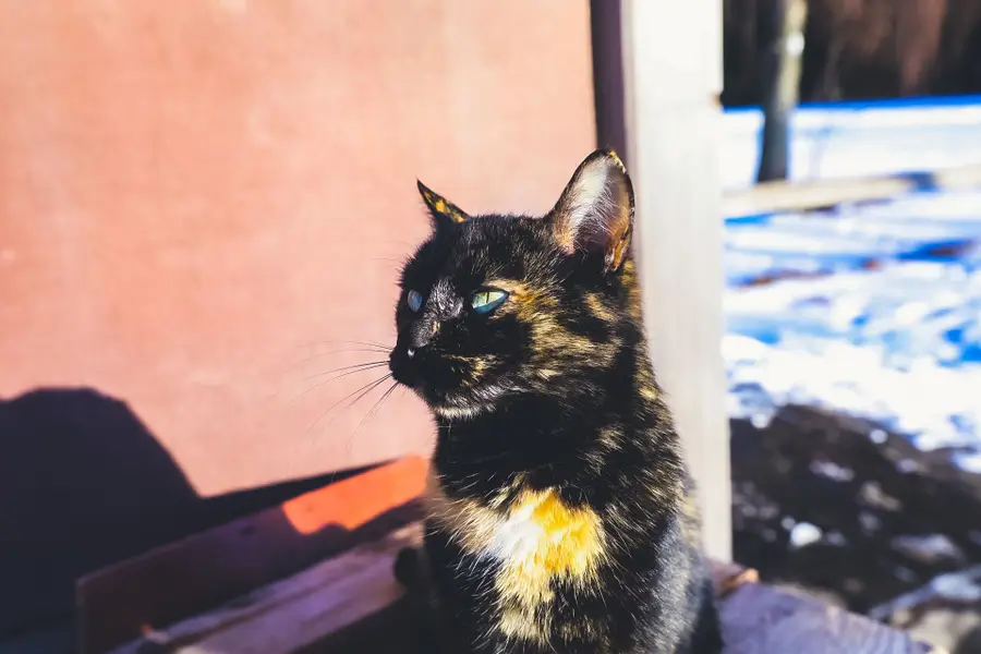 Focení zvířat - Fotografie č. 11