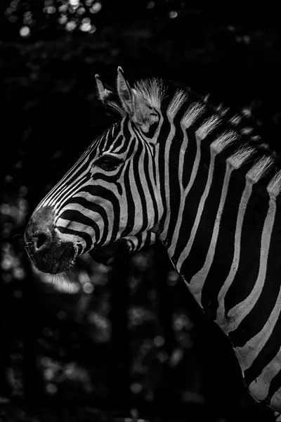 Focení zvířat - Fotografie č. 7
