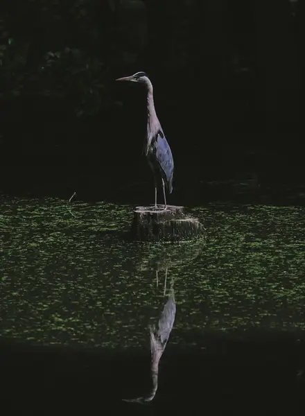 Focení zvířat - Fotografie č. 6