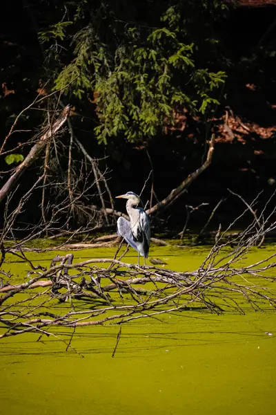 Focení zvířat - Fotografie č. 5