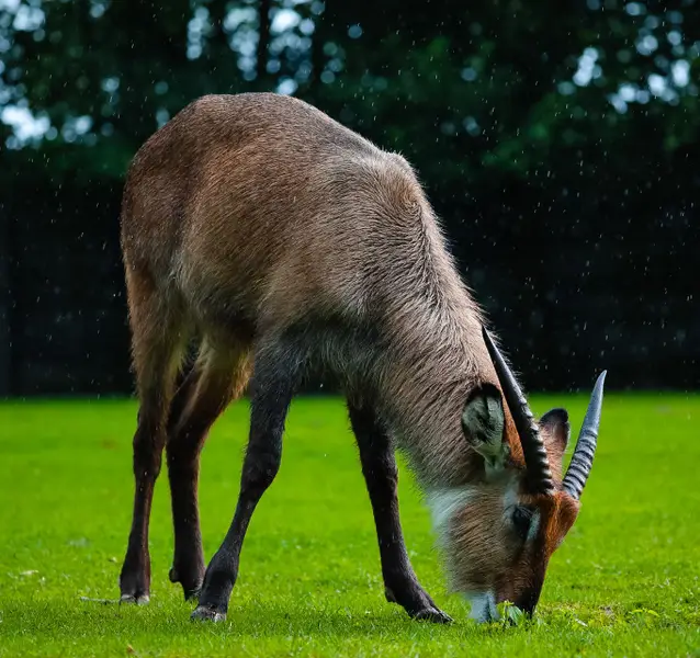 Focení zvířat - Fotografie č. 8