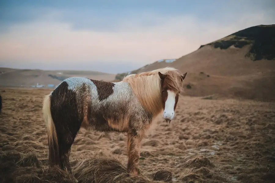 Focení zvířat - Fotografie č. 14