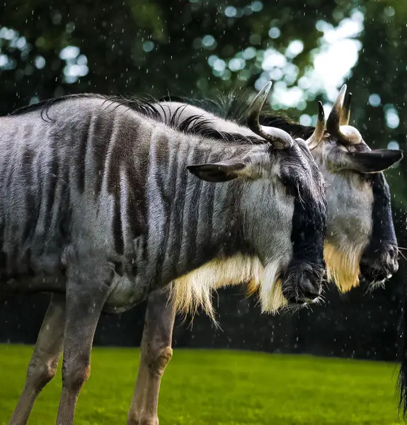 Focení zvířat - Fotografie č. 4
