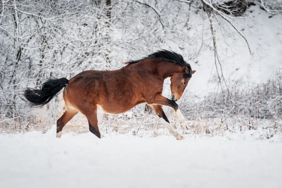 Focení zvířat Eliška Katzerová - Fotografie č. 5