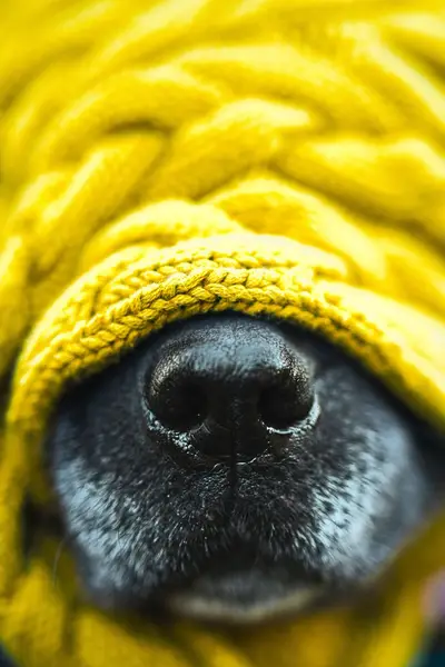 Focení zvířat - Fotografie č. 4