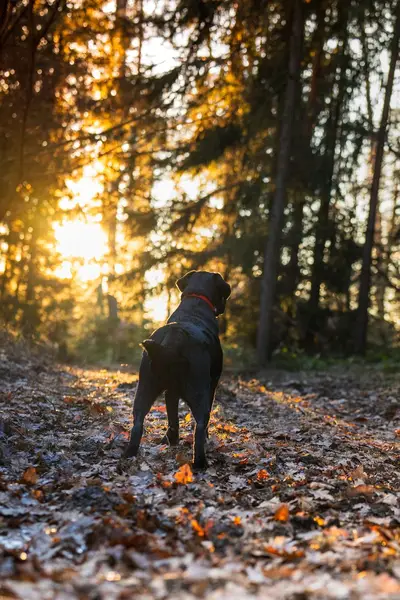 Focení zvířat - Fotografie č. 5
