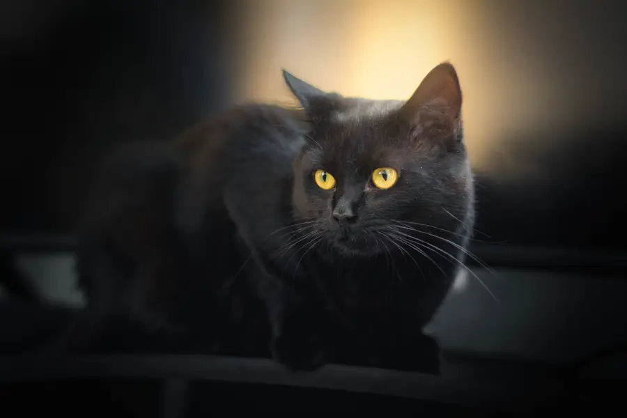 Focení zvířat - Fotografie č. 11