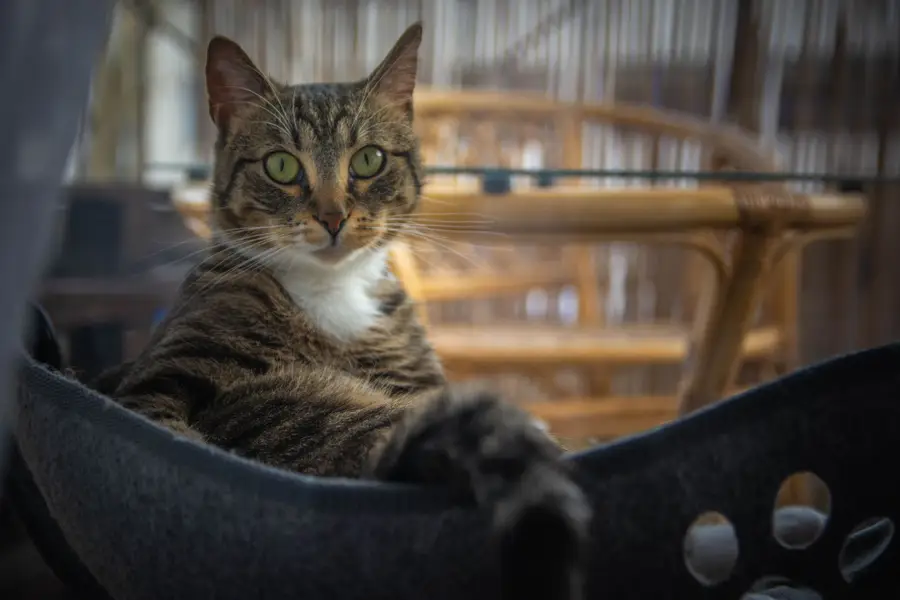 Focení zvířat - Fotografie č. 8