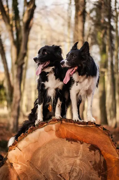 Focení zvířat - Fotografie č. 1