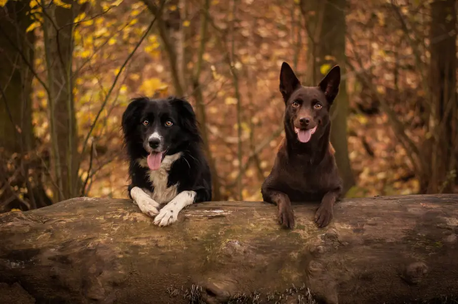 Focení zvířat - Fotografie č. 5