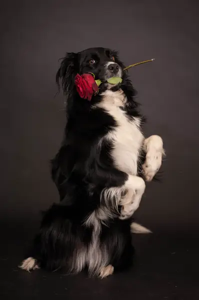Focení zvířat - Fotografie č. 8