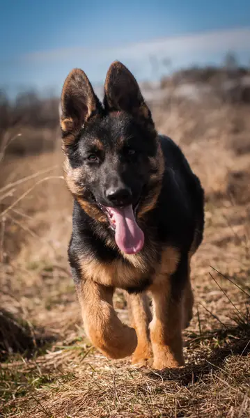 Focení zvířat - Fotografie č. 16