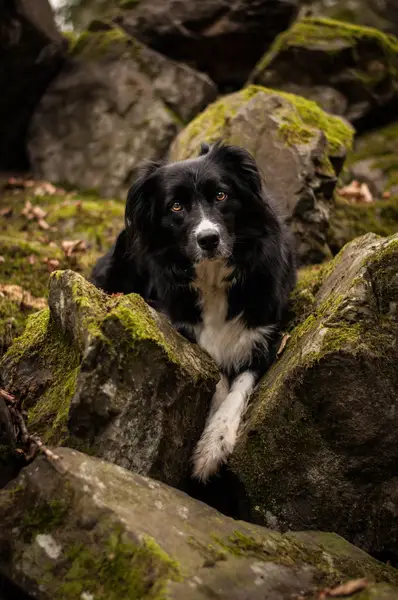 Focení zvířat - Fotografie č. 9