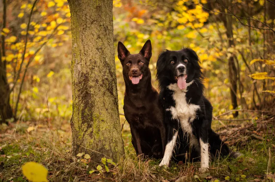 Focení zvířat - Fotografie č. 6