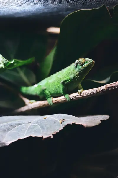 Focení zvířat - Fotografie č. 5