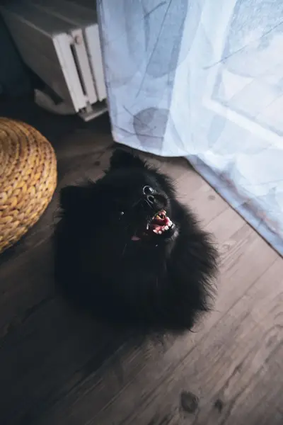 Focení zvířat - Fotografie č. 7