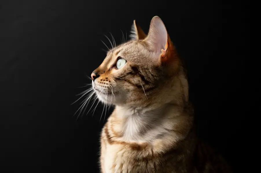 Focení zvířat - Fotografie č. 13