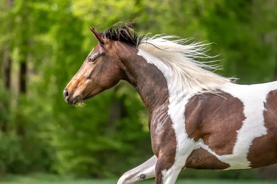 Focení zvířat Eliška Katzerová - Fotografie č. 9